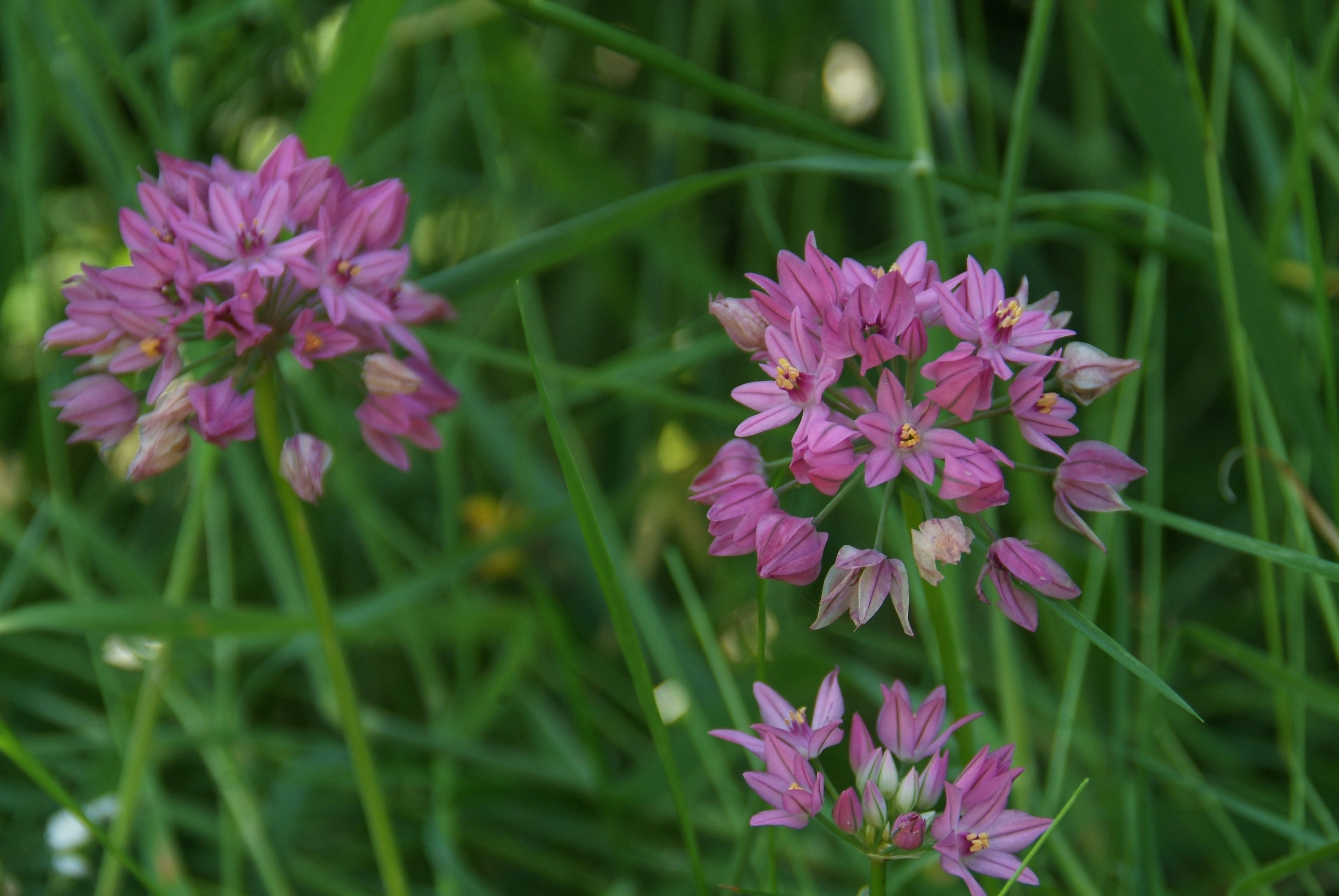 Allium oreophilumBerglook bestellen